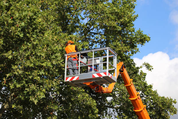 How Our Tree Care Process Works  in  Mountain Lakes, NJ