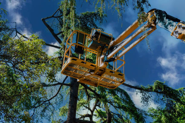 Best Tree Removal  in Mountain Lakes, NJ