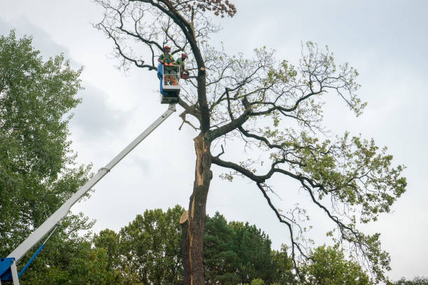 Best Arborist Consultation Services  in Mountain Lakes, NJ