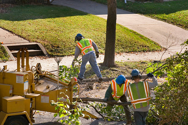 Best Fruit Tree Pruning  in Mountain Lakes, NJ
