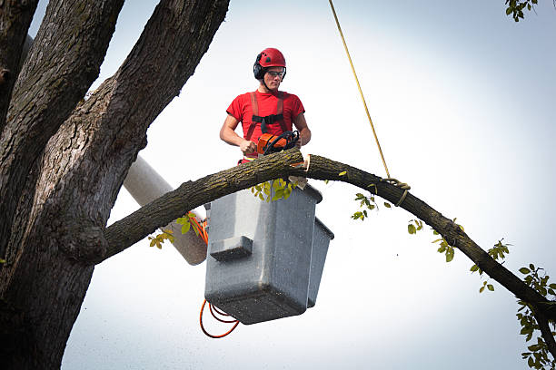Best Emergency Tree Removal  in Mountain Lakes, NJ